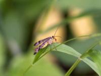 Gemeine Skorpionsfliege Weibchen